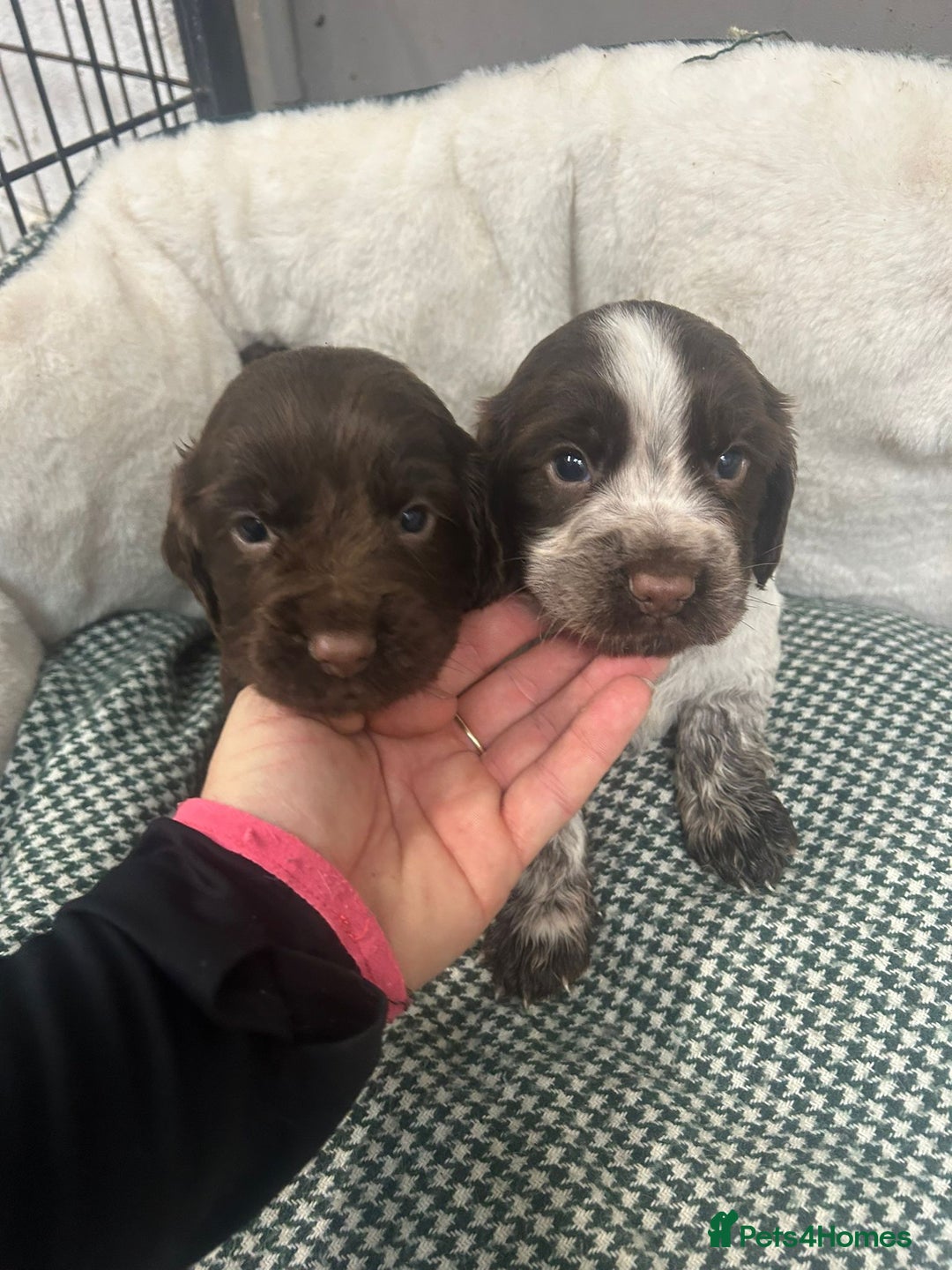 Cocker Spaniel dogs for sale: Beautiful KC Roan Working Type Cocker Puppies - Image 7
