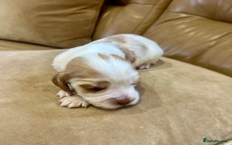 Cocker Spaniel dogs for sale: 4⭐️Licensed KC Reg English Show Cocker Spaniel - Image 21