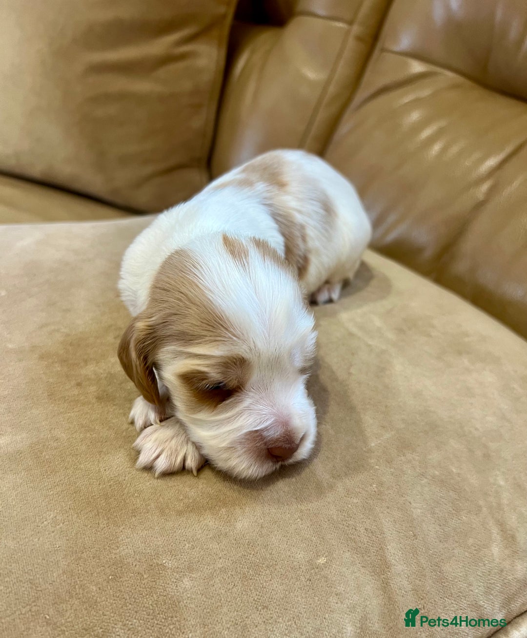 Cocker Spaniel dogs for sale: 4⭐️Licensed KC Reg English Show Cocker Spaniel - Image 21