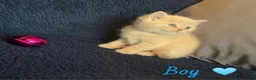 British Shorthair cats for sale: GCCF REGISTERED BRITISH SHORTHAIRS - Advert 9