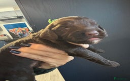 Cockapoo dogs for sale: F2 cockapoo’s (last girl) - Advert 16