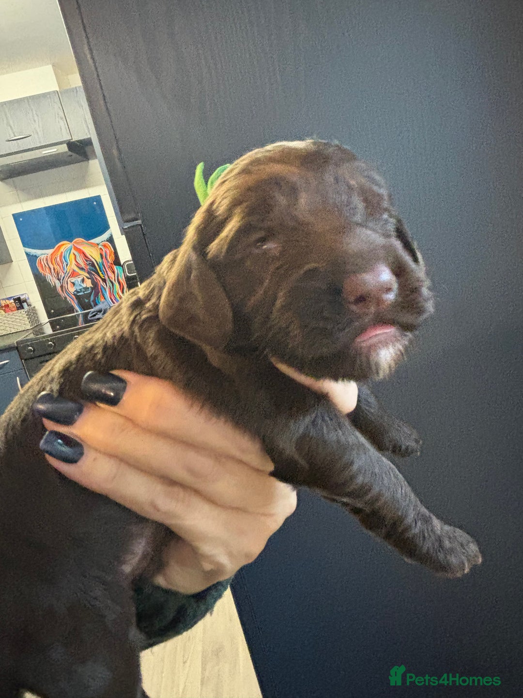 Cockapoo dogs for sale: F2 cockapoo’s (last girl) - Advert 16