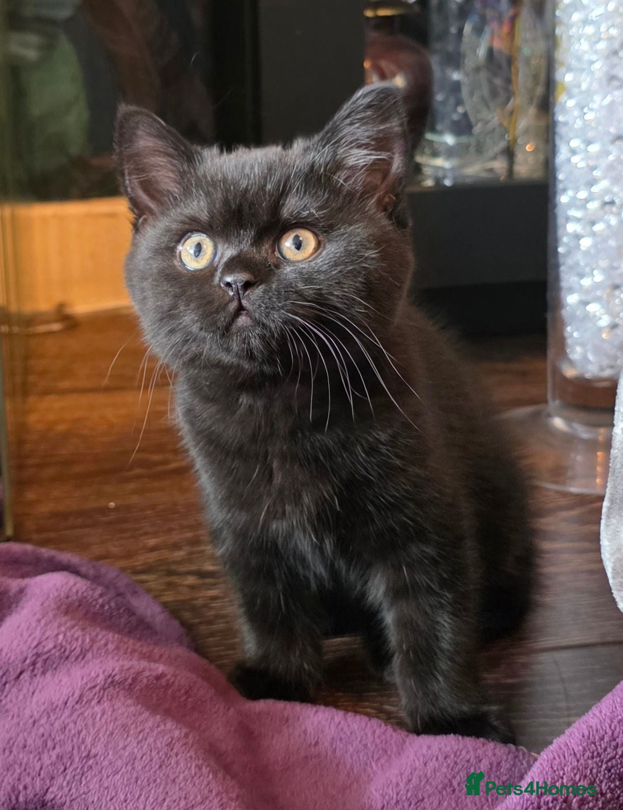 British Shorthair cats Rare Colour Black British Shorthair Kitten - Advert 8