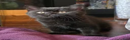 British Shorthair cats for sale: Rare Colour Black British Shorthair Kitten - Advert 1