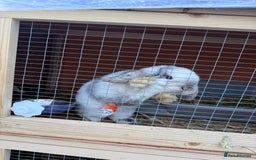 Mini Lop rabbits for sale: VACCINATED 2 Bucks Mini lops 🩵 - Image 11