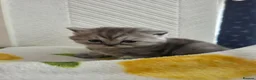 British Longhair cats for sale: British long Hair  - Advert 3