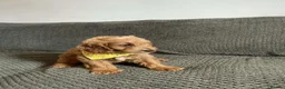 Cavapoo dogs for sale: 6 FOX RED CAVAPOO BOYS READY NOW - Advert 10