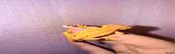 Gecko reptiles for sale: Crested Gecko Babies - Advert 21