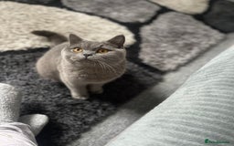 British Shorthair cats for sale: British shorthair female kitten❤️ - Image 6