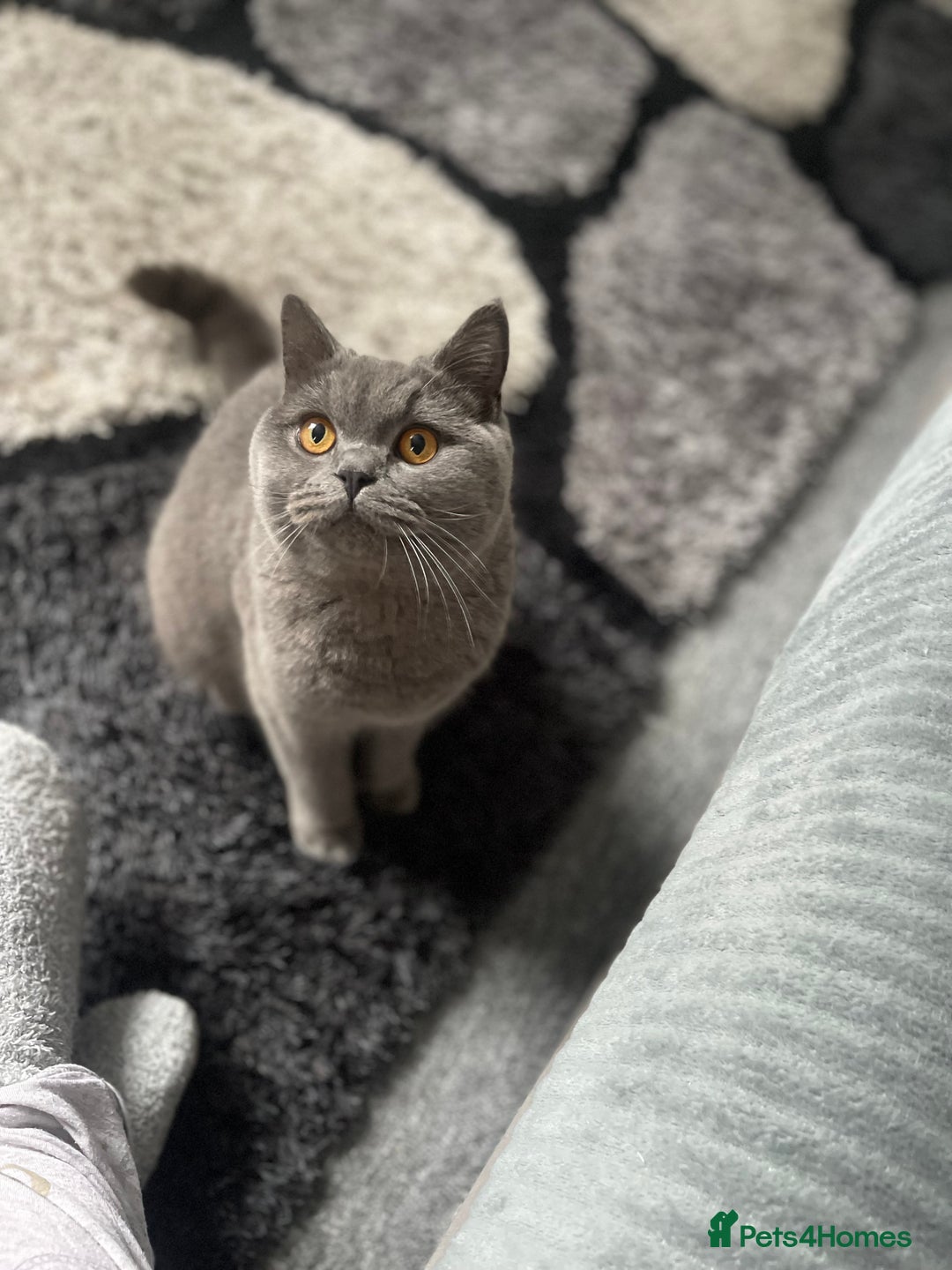 British Shorthair cats for sale: British shorthair female kitten❤️ - Image 6