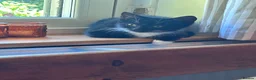 Mixed Breed cats for sale: Cuddly Tuxedo Kittens  - Advert 5