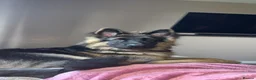 German Shepherd dogs for sale: 8 month old gsd  in Sudbury - Advert 2