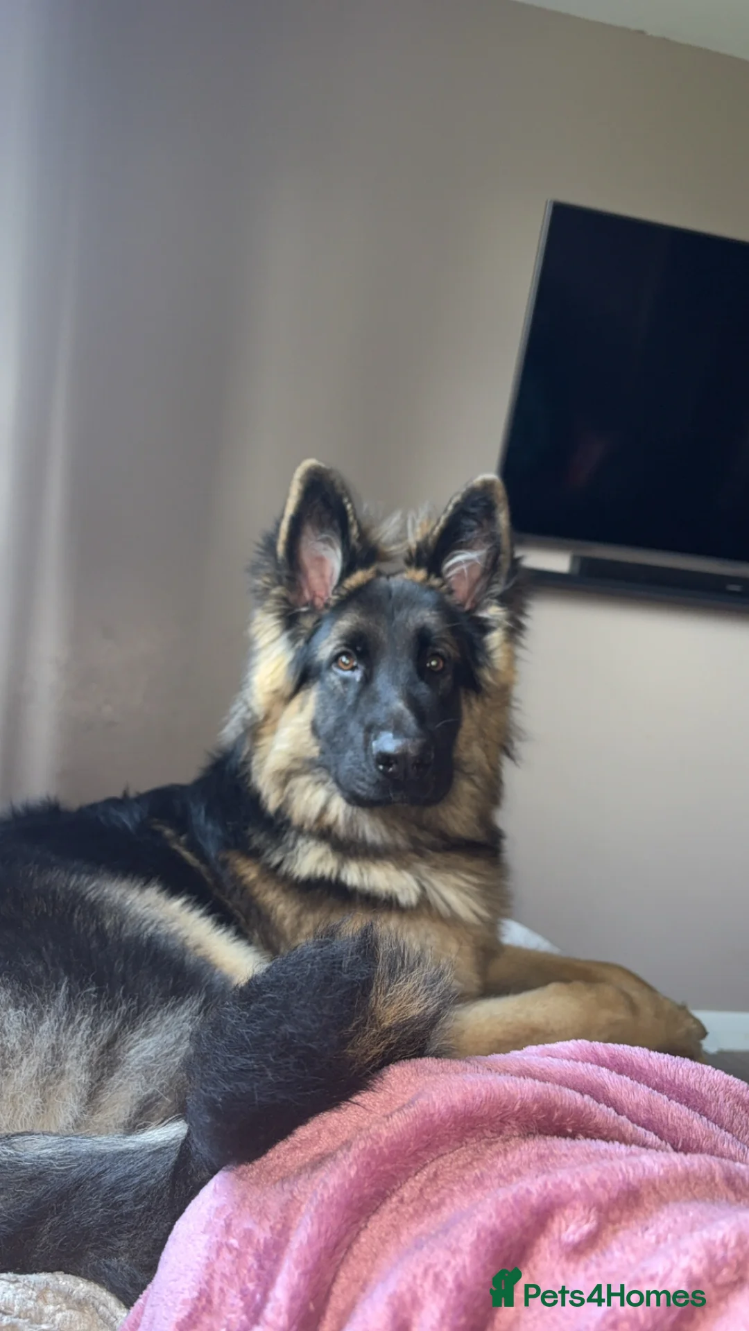 German Shepherd dogs for sale: 8 month old gsd  in Sudbury - Advert 2