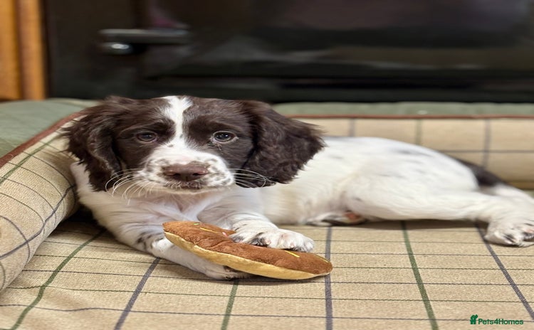 Cocker Spaniel dogs - Advert 4