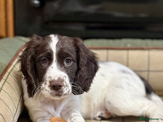 Cocker Spaniel dogs - Advert 13
