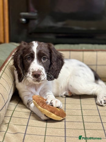 Cocker Spaniel dogs - Advert 1