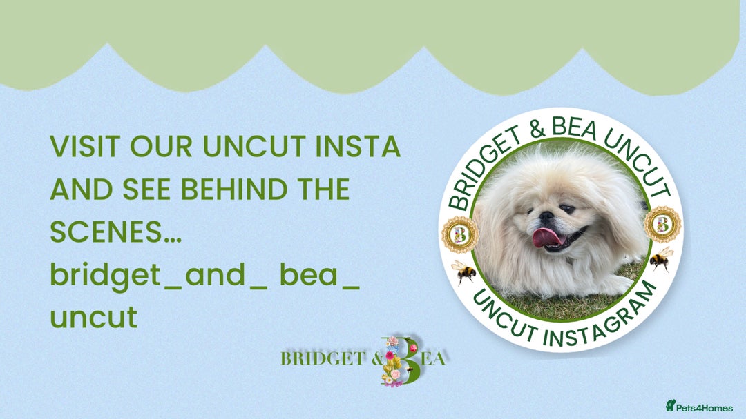 Pekingese dogs for sale: ⭐️PUPPIES ARRIVED⭐️ - Advert 14