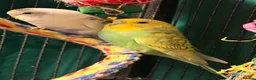 Budgerigars birds for sale: Bonded birds 10 week  budgies young  wa7  - Advert 5
