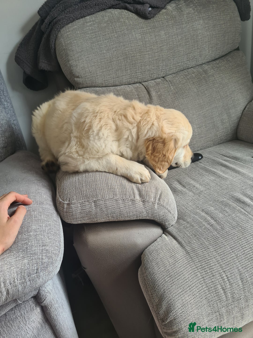 Golden Retriever dogs for sale: Golden retriever puppy - Image 10