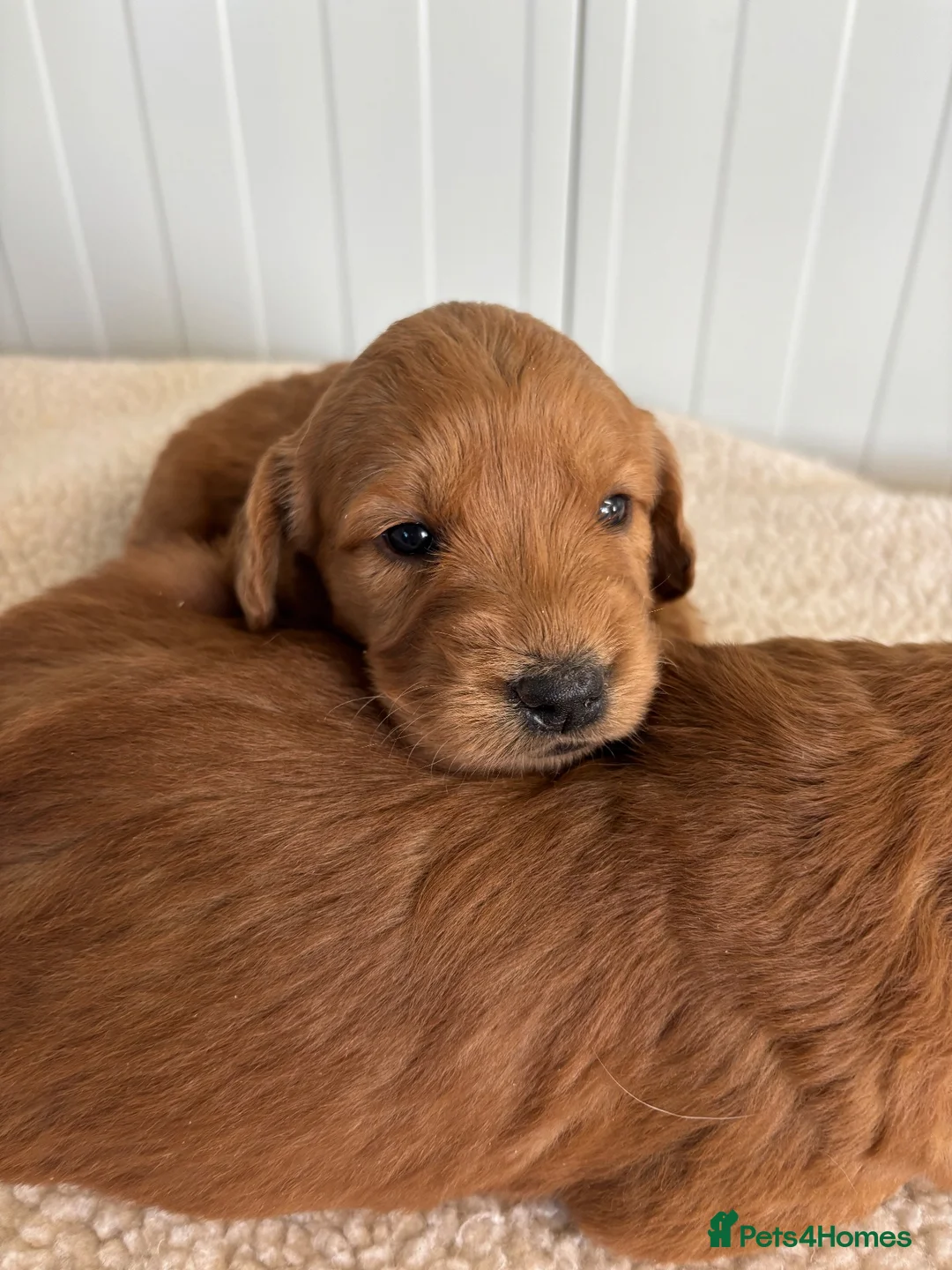 Mini Goldendoodle dogs for sale: Quality F1 Minature Goldendoodles  in Witham - Advert 1