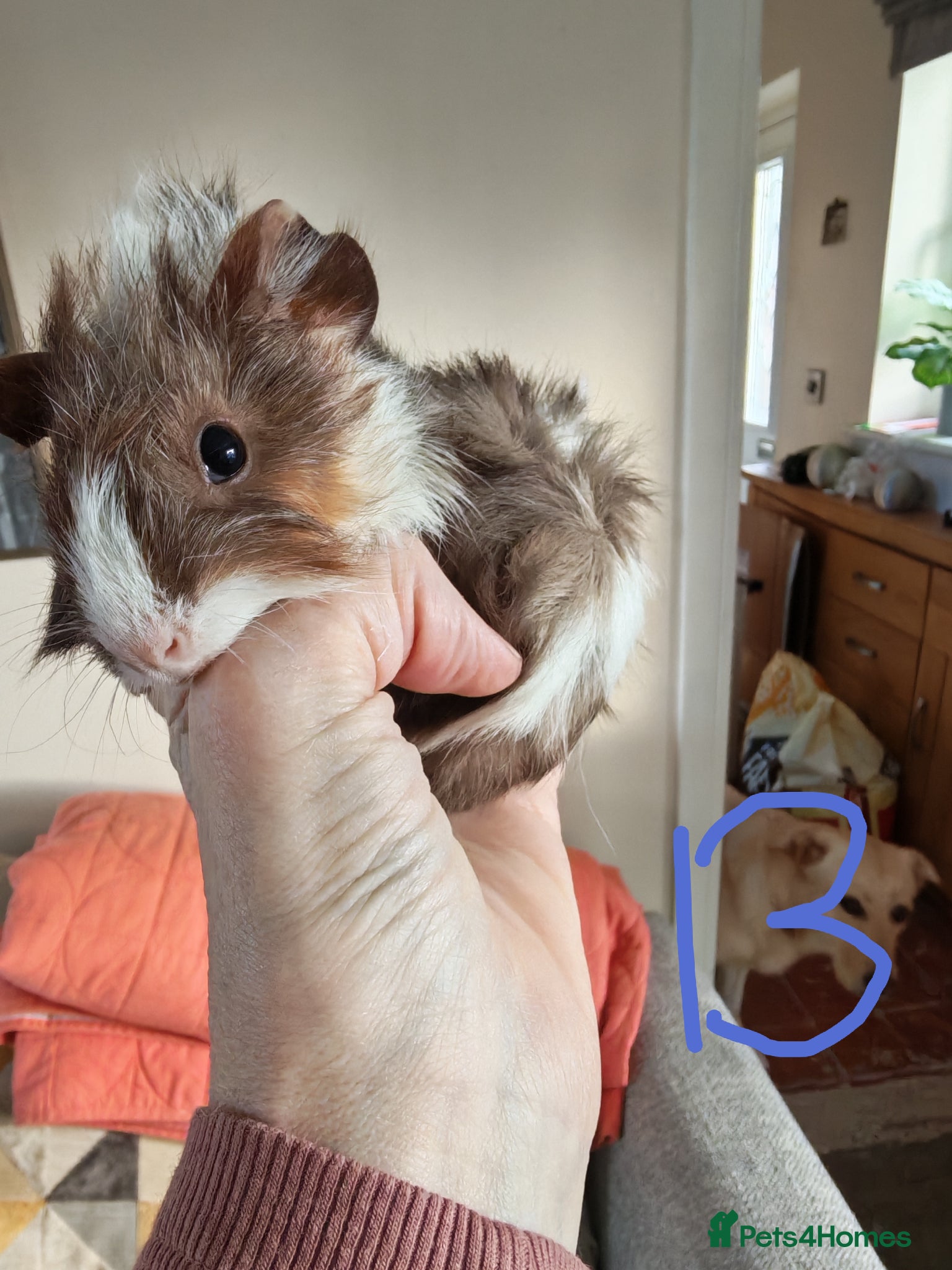 Guinea Pig rodents Baby Guinea Pigs - Advert 13