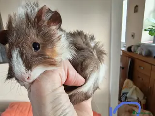 Guinea Pig rodents Baby Guinea Pigs - Advert 13