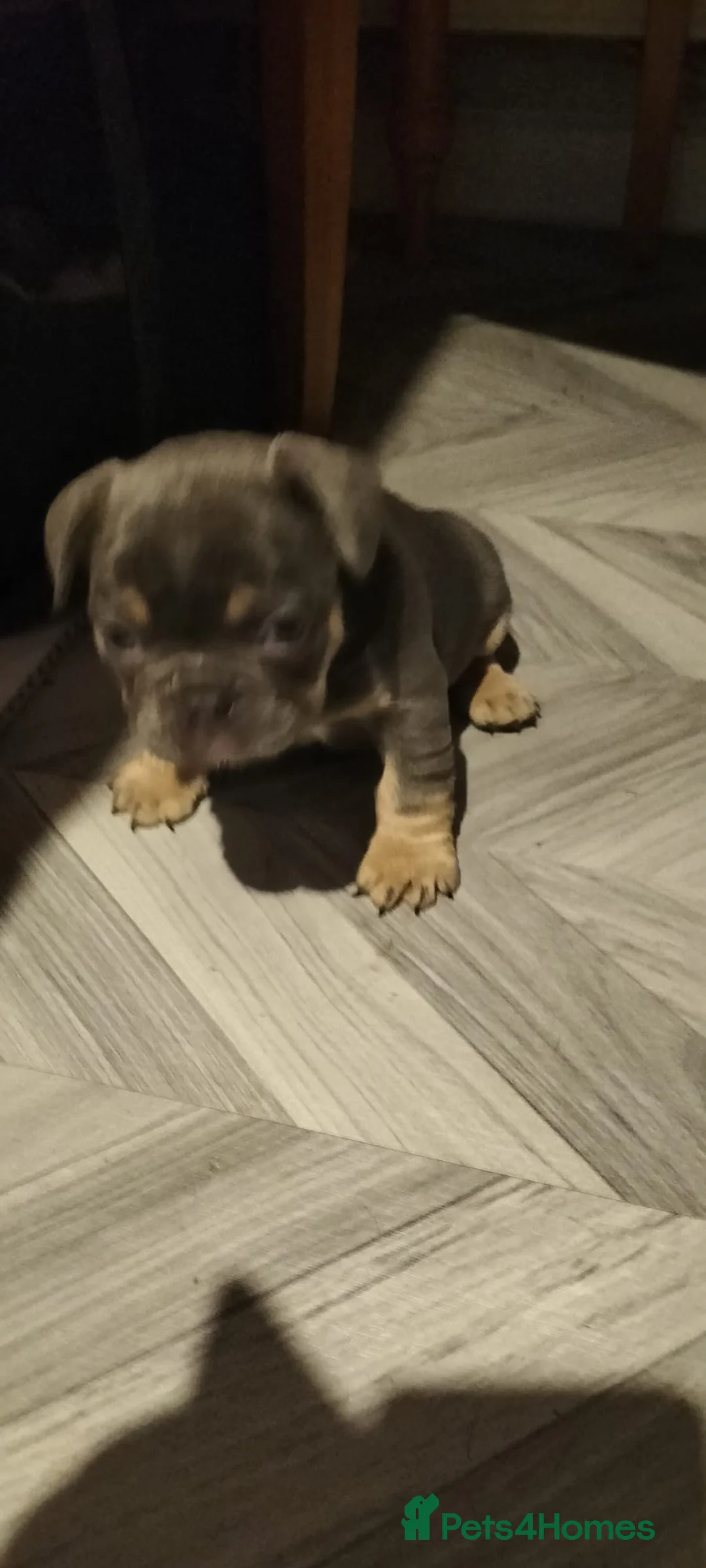 French Bulldog dogs for sale: French bulldog puppies  - Advert 10