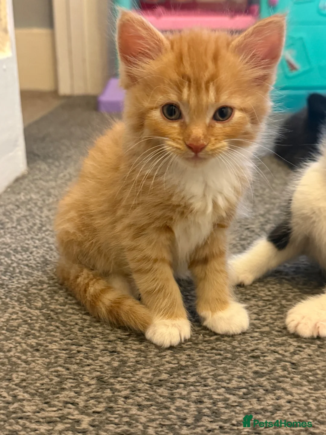 Mixed Breed cats for sale: Half Maine-coon kittens - Advert 1