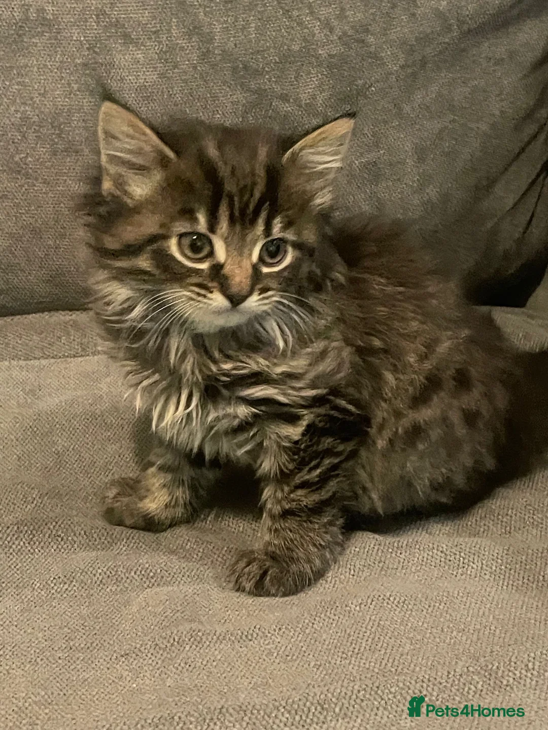 Mixed Breed cats for sale: 5 cute kittens for sale  - Advert 1