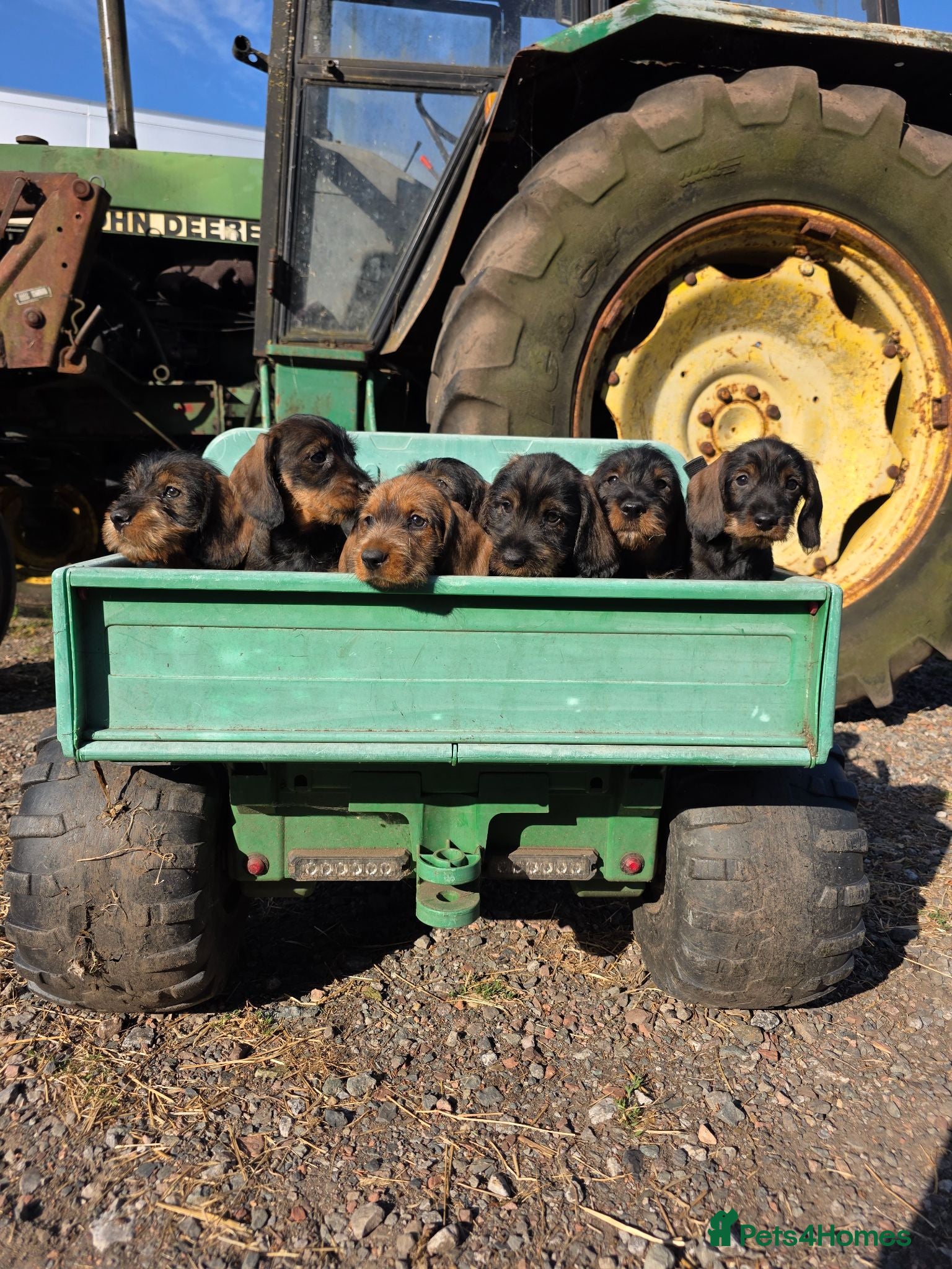 Dachshund dogs KC Reg Standard Wire-haired Dachshund Puppies - Advert 1
