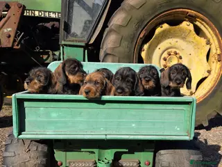 Dachshund dogs KC Reg Standard Wire-haired Dachshund Puppies - Advert 1