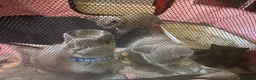 British Shorthair cats for sale: British Shorthair kittens  - Advert 9