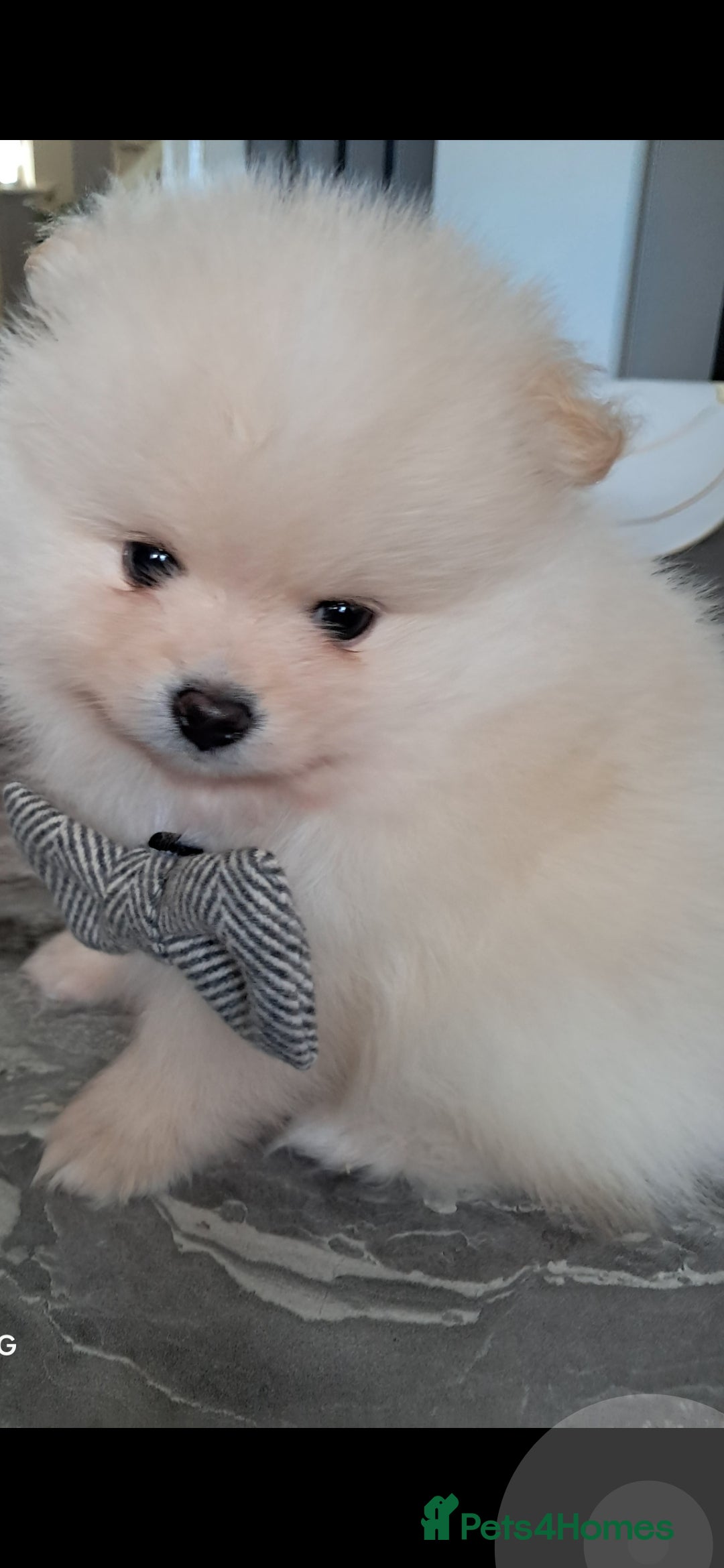 Pomeranian dogs for sale: Handsome Pomeranian - Image 10