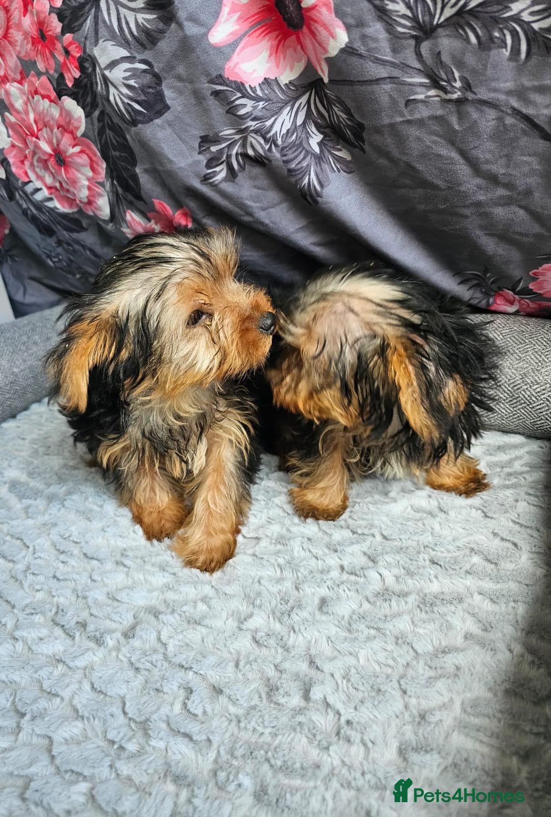 Yorkshire Terrier dogs for sale: Yorkshire terrier puppies  - Image 4