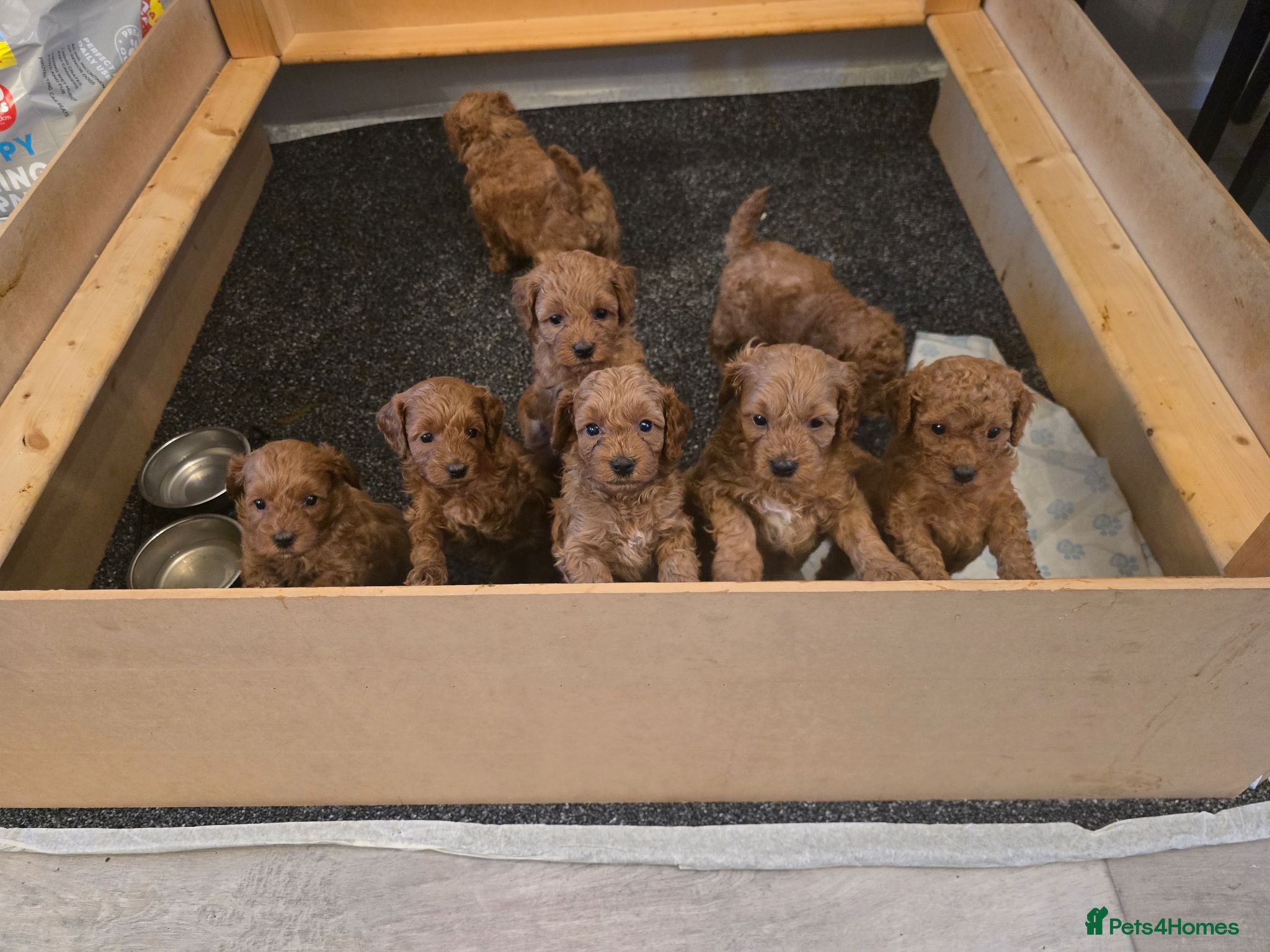 Cockapoo dogs Stunning F1BB Toy American Cockapoos - Advert 16