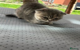 Scottish Fold cats for sale: 🐾Playful Male & Female Scottish Fold Kittens🐾 - Image 9