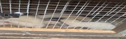 Ferret rodents for sale: Ferrets  in Lincoln - Advert 3