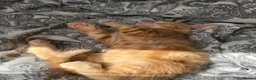 Mixed Breed cats for sale: Ready 5kittens raised with dogs and children - Advert 40