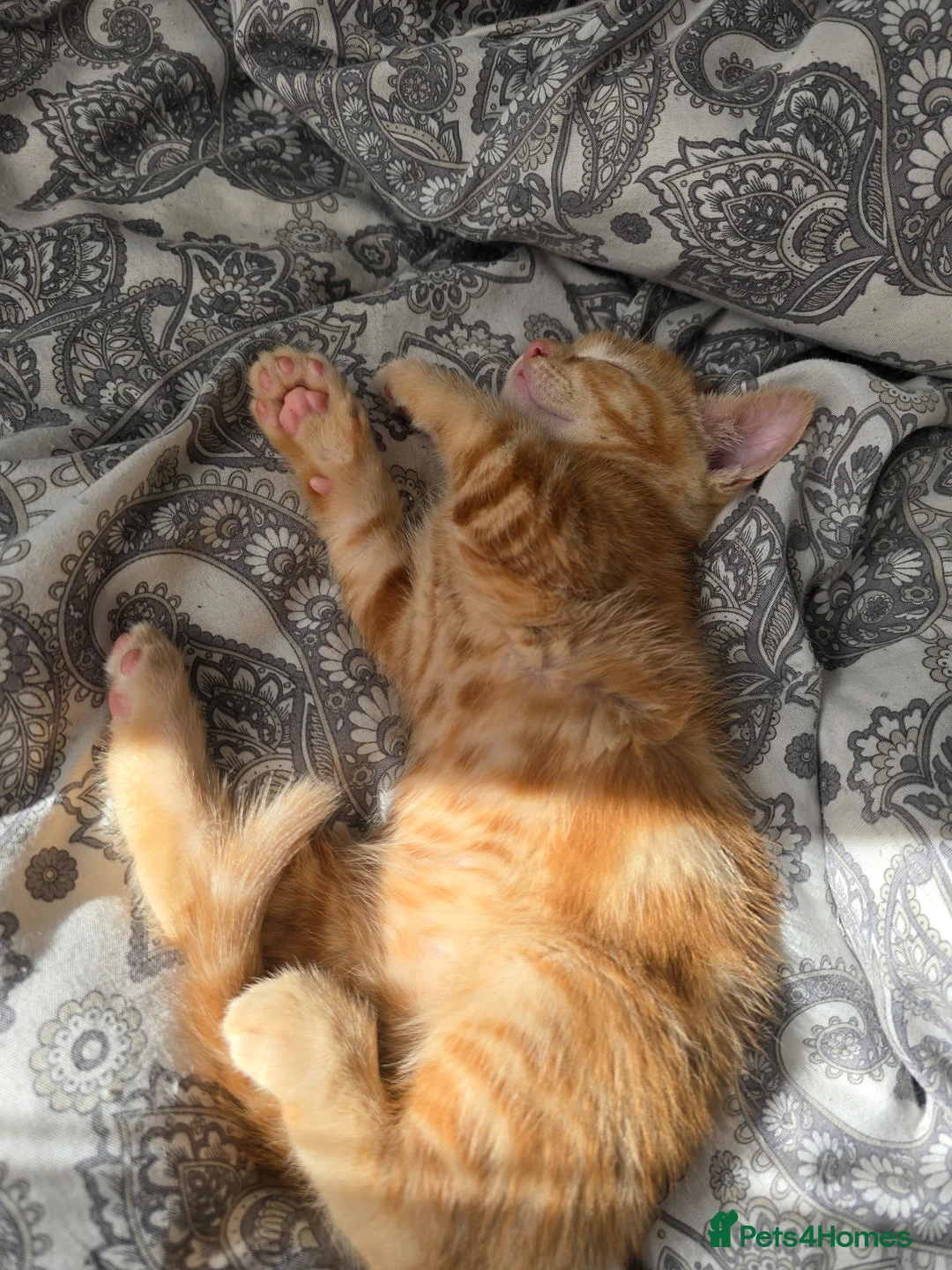 Mixed Breed cats for sale: Ready 5kittens raised with dogs and children - Advert 40