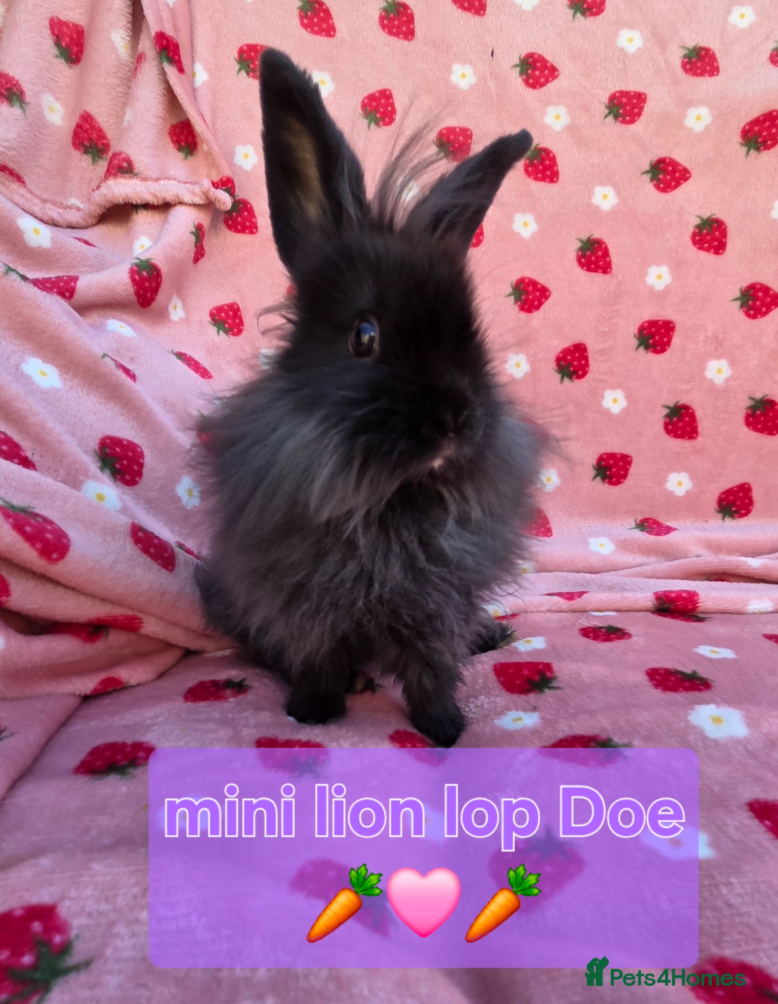 Mini Lion Lop rabbits Very tame 10 weeks mini lion lop ☆ 1 doe ☆  - Advert 2