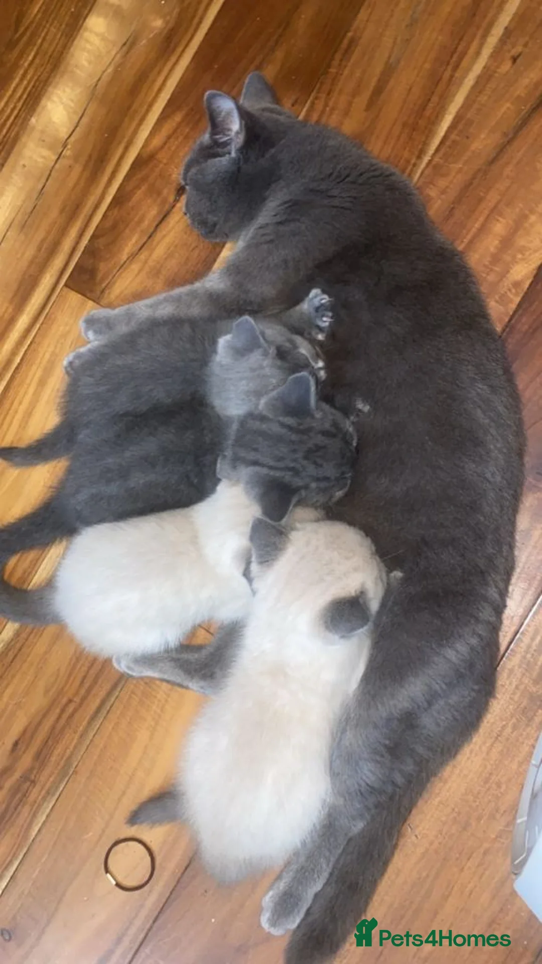 British Shorthair cats for sale: Pure British shorthair kitten - Advert 5