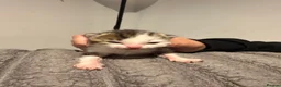 Domestic Shorthair cats for sale: Cailco kittens - Advert 10