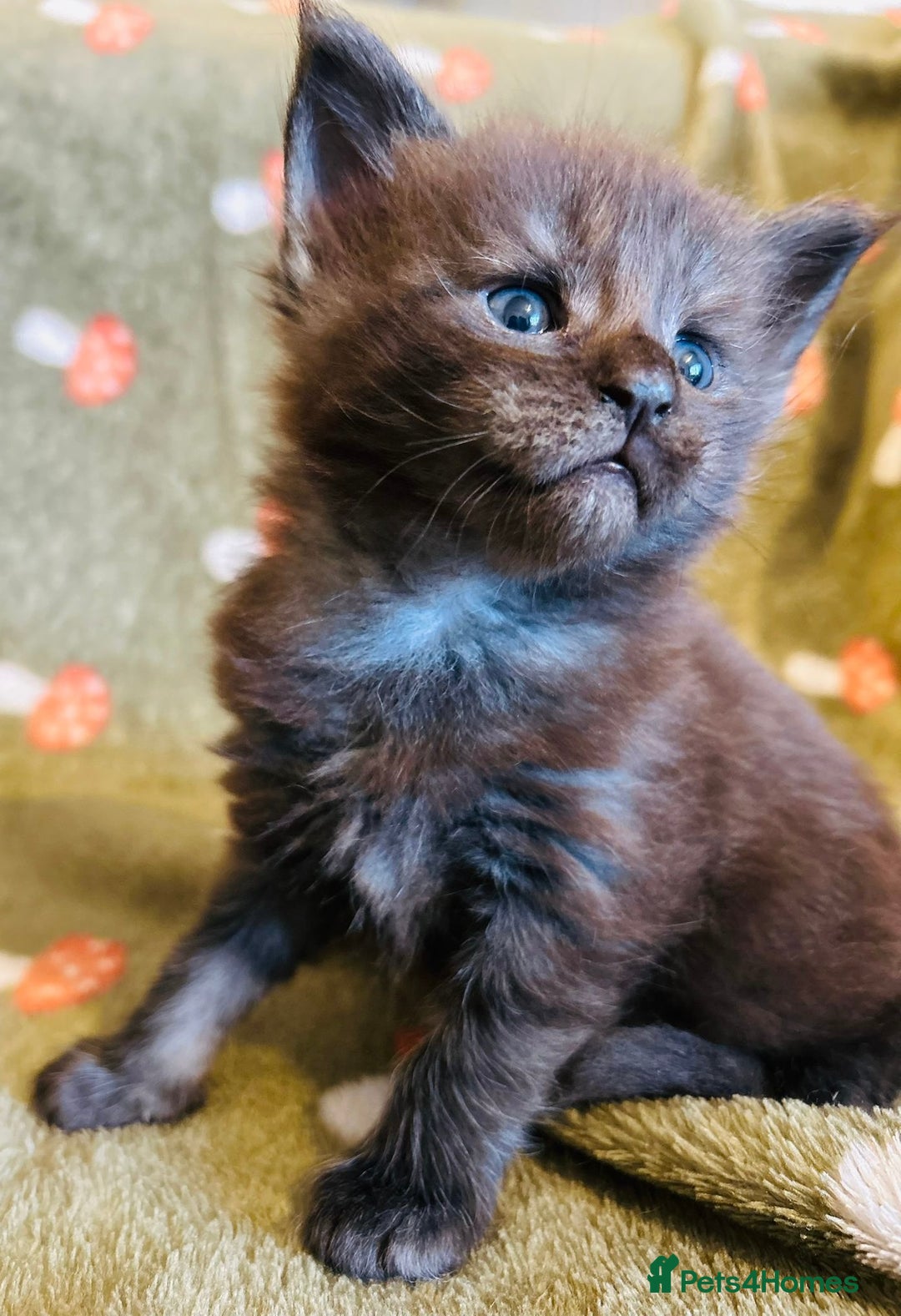 Maine Coon cats for sale: Halloween babies 🎃🐈‍⬛ 2 girls left - Advert 17