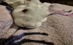 Rex rabbits for sale: Standard Rex Buck - REW. - Image 16