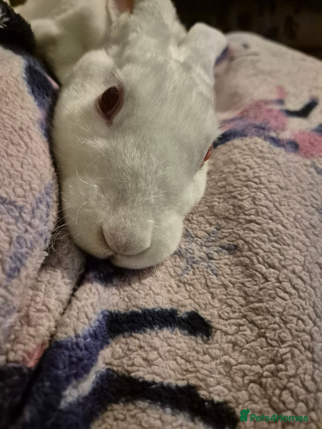 Rex rabbits for sale: Standard Rex Buck - REW. - Image 16