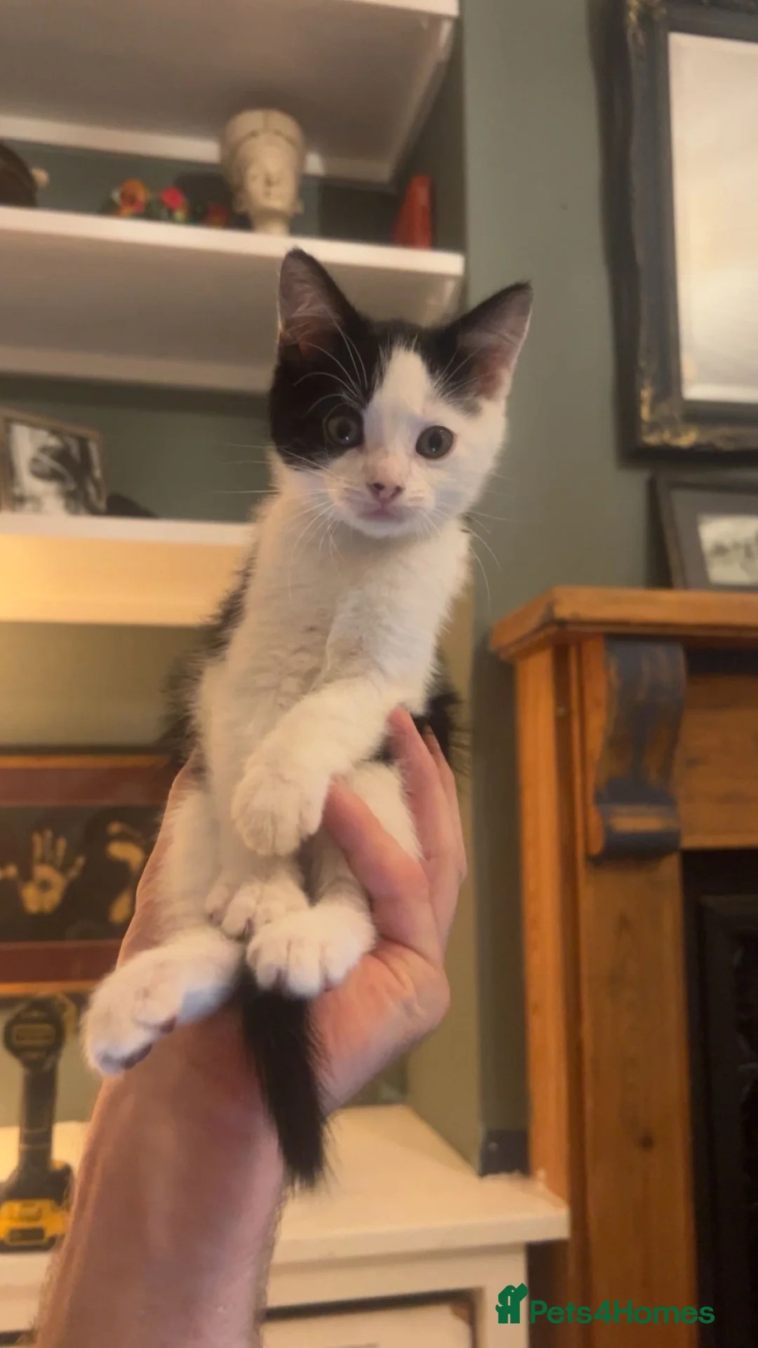 Mixed Breed cats for sale: 4 kittens looking for a new home now - Advert 1