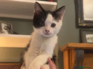 Mixed Breed cats 4 kittens looking for a new home now - Advert 17