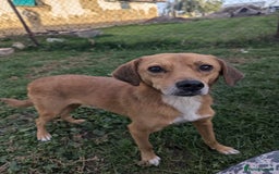 Mixed Breed dogs for adoption: Michael for adoption - Image 8