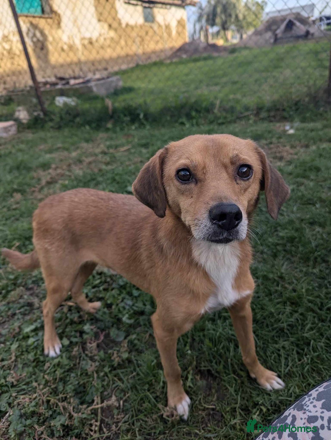 Mixed Breed dogs for adoption: Michael for adoption - Image 8