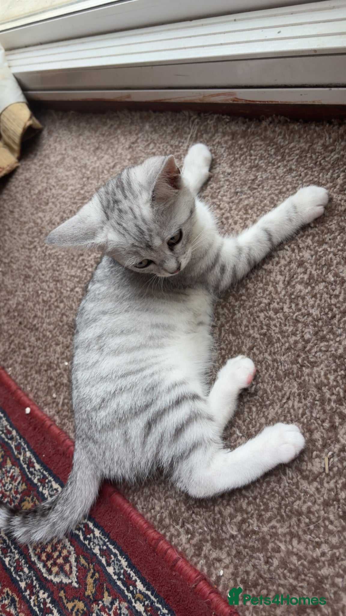 Scottish Fold cats for sale: grey and white half scottish fold kitten  - Advert 2
